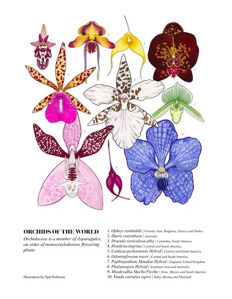 Orchids of the World — Opal's Art